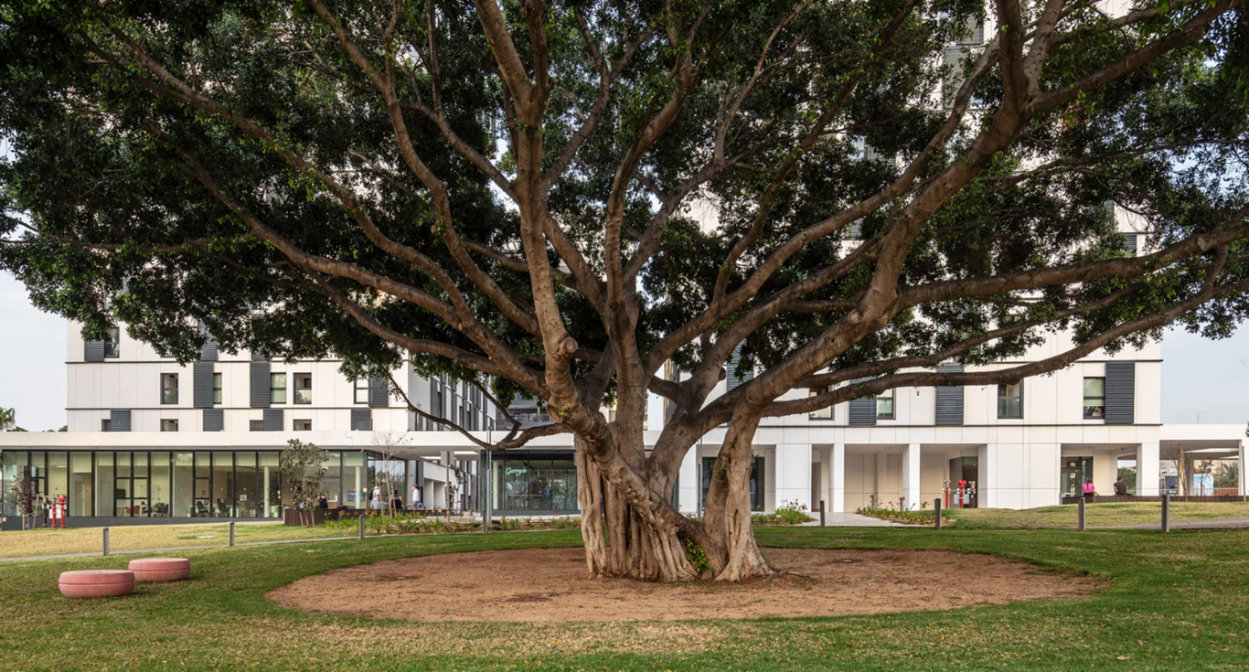 Picture of the big tree in front of the dorms